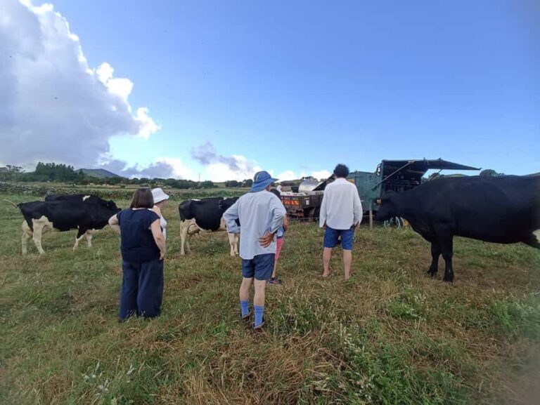 Sao Jorge Cheese Tour - Half day - An In-Depth Look at the São Jorge Cheese Tour