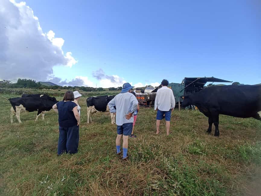 Sao Jorge Cheese Tour - Half day - An In-Depth Look at the São Jorge Cheese Tour