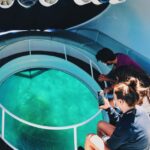 São Miguel: Glass Bottom Boat Tour with Snorkeling - Who Should Consider This Tour?