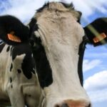 São Miguel Island: Full Day All-in-One Tour - What Makes This Tour Stand Out