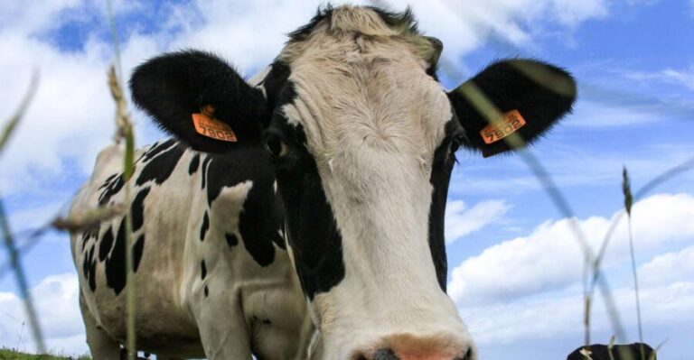 São Miguel Island: Full Day All-in-One Tour - What Makes This Tour Stand Out