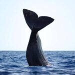 São Miguel: Whale-Watching Cruise with Marine Biologist - The Itinerary Breakdown