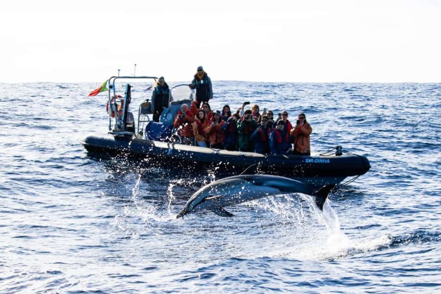 São Miguel: Whale Watching & Wild Dolphins Swimming Full-day - The Details That Matter