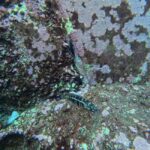 São Roque Islet tour & Snorkeling - Who Will Enjoy This Tour?