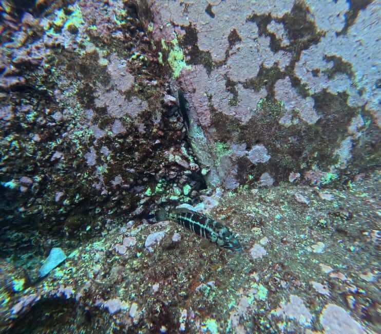 São Roque Islet tour & Snorkeling - Who Will Enjoy This Tour?