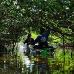 Sarasota Clear Kayak Tour - Is This Tour Worth It?