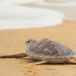 Savannah to Tybee Island with Dolphin Cruise - What Travelers Love About This Tour