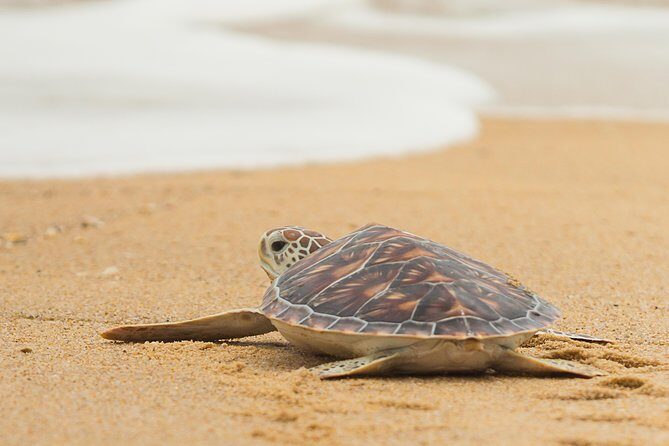 Savannah to Tybee Island with Dolphin Cruise - What Travelers Love About This Tour