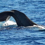 Savona: Pelagos Sanctuary Guided Cetacean Watching Tour - The Experience from Travelers’ Perspectives