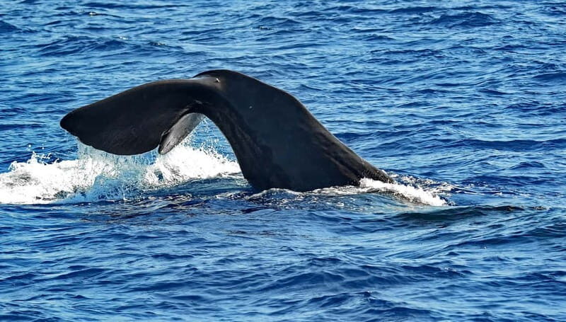 Savona: Pelagos Sanctuary Guided Cetacean Watching Tour - The Experience from Travelers’ Perspectives