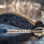 Savonlinna: Evening Photography Tour on lake Saimaa - The Scenic Highlights