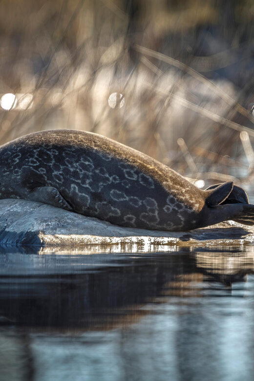 Savonlinna: Evening Photography Tour on lake Saimaa - The Scenic Highlights