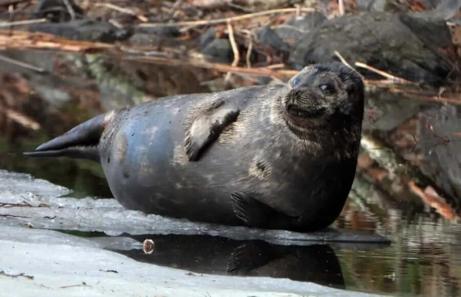 Savonlinna: Saimaa Ringed Seal Cruise on Pihlajavesi - Final thoughts
