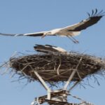SB02 - Surroundings of Sibiu:Saxon Heritage &Scenic Villages - An In-Depth Look at the Surroundings of Sibiu Tour