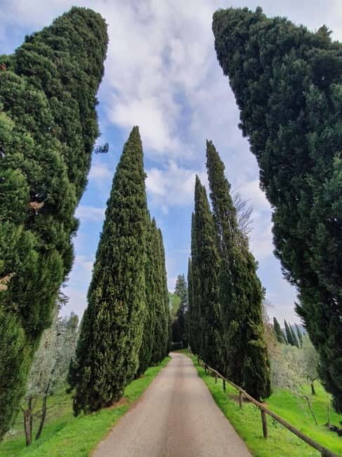 Scandicci: Bellavista Wine Tasting Experience - From Cellars to Olives: A Behind-the-Scenes Look