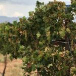 Scenic Desert Wine Distillery Brewery Route 66 Tour - Who Should Consider This Tour?