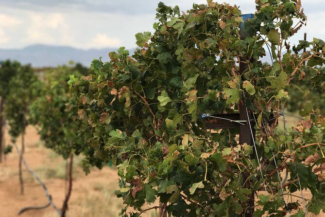 Scenic Desert Wine Distillery Brewery Route 66 Tour - Who Should Consider This Tour?