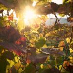 Schilcherland E-Bike Tour with Exclusive Wine Tasting - Practical Details and What They Mean for You