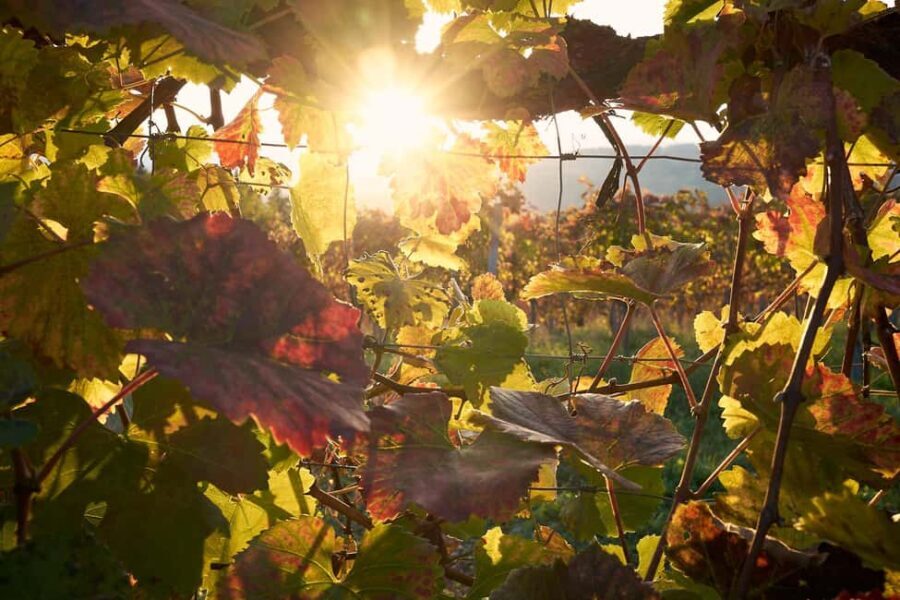 Schilcherland E-Bike Tour with Exclusive Wine Tasting - Practical Details and What They Mean for You