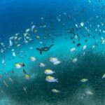 Scuba Dive in La Paz: Sea Lions, Turtles, Fish Schools and Wrecks - Why This Tour Stands Out