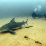 Scuba Diving adventure Cabo pulmo - FAQs