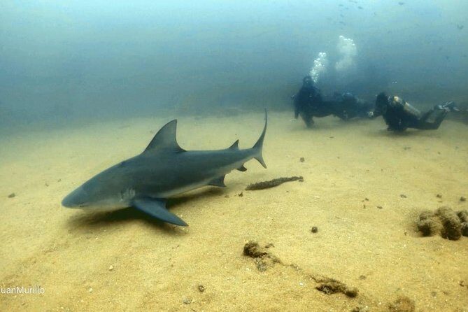 Scuba Diving adventure Cabo pulmo - FAQs