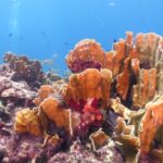 Scuba Diving Adventure WITHOUT CERTIFICATION! Try it today! - Pricing and Value