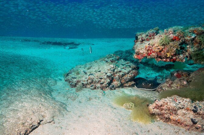 Scuba Diving Experience at Arguineguin and Puerto Rico - How the Tour is Organized