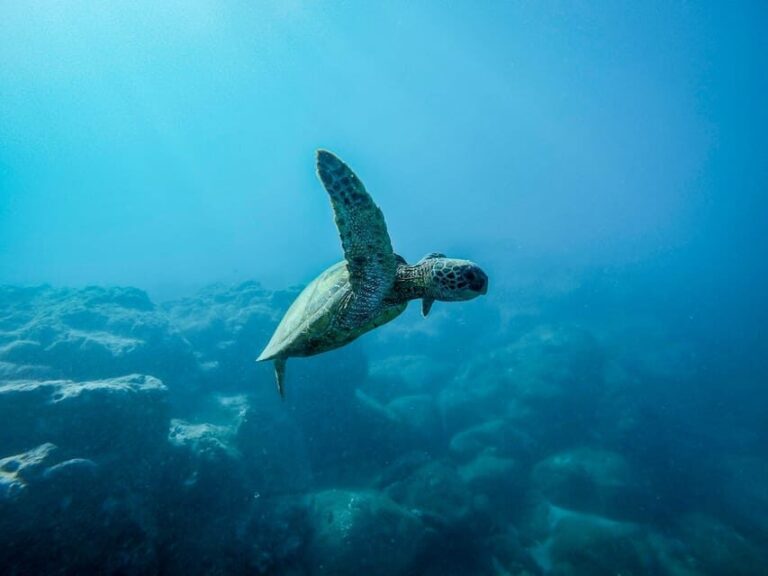 Scuba diving for beginners in crystal clear sea of Halkidiki - Real Travelers’ Insights