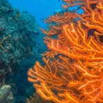 Scuba Diving in Cozumel Island - The Value Proposition