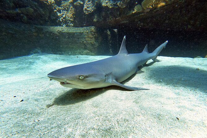 Scuba Diving in Maui with No Experience Needed - Why This Tour Stands Out