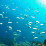 Scuba diving-private and individual No certification needed - Practical Details and Considerations