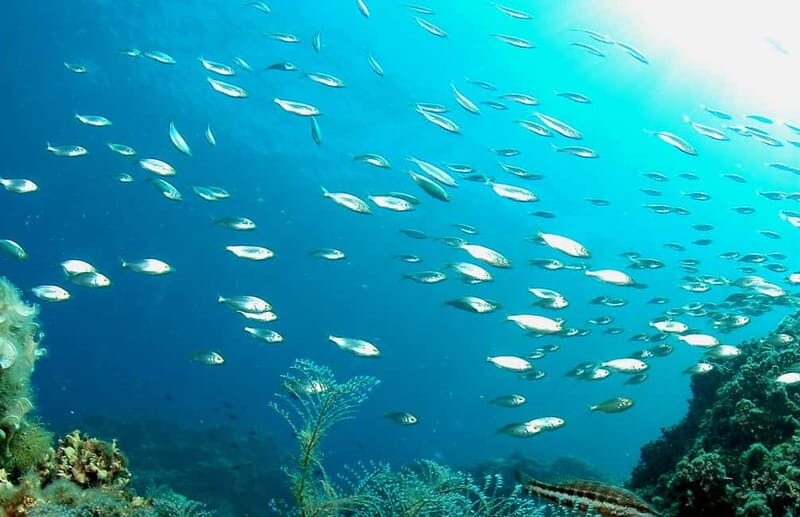 Scuba diving-private and individual No certification needed - Practical Details and Considerations