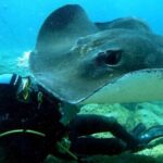 Scuba Diving trips for Certified Divers in Tenerife - Location and Starting Point