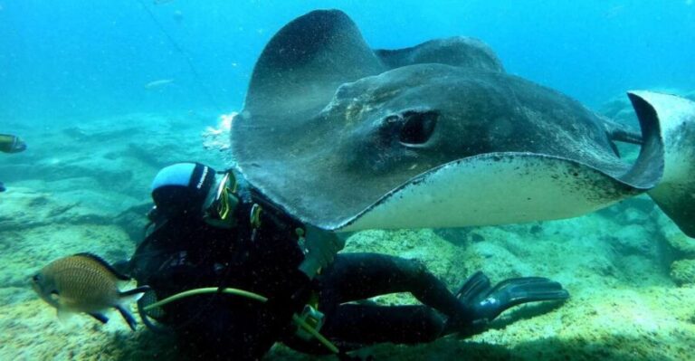 Scuba Diving trips for Certified Divers in Tenerife - Location and Starting Point