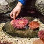 SEA LIFE Aquarium Minnesota Admission Ticket at Mall of America - Who Would Love This Aquarium?