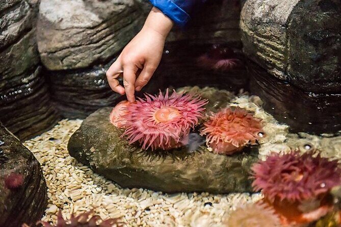 SEA LIFE Aquarium Minnesota Admission Ticket at Mall of America - Who Would Love This Aquarium?