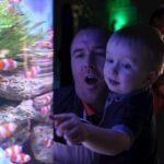 SEA LIFE Blackpool Admission Ticket - The Value of Your Ticket