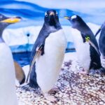 SEA LIFE London & DreamWorks Shrek's Adventure: Combo Ticket - Who Should Consider This Tour?