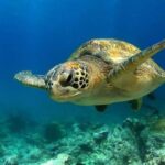 SEA LIFE Manchester Admission Ticket - How Does It Feel to Visit?