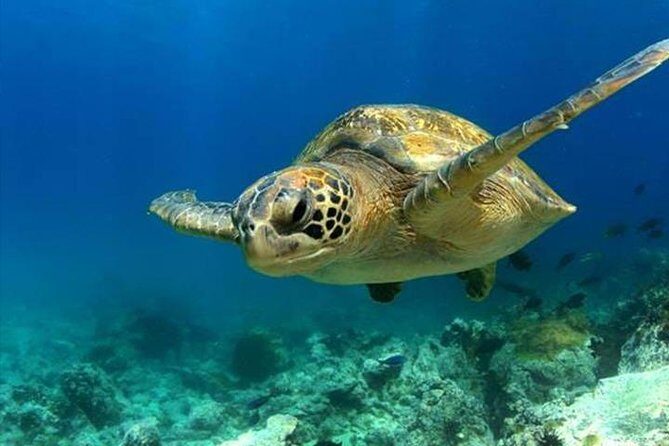 SEA LIFE Manchester Admission Ticket - How Does It Feel to Visit?