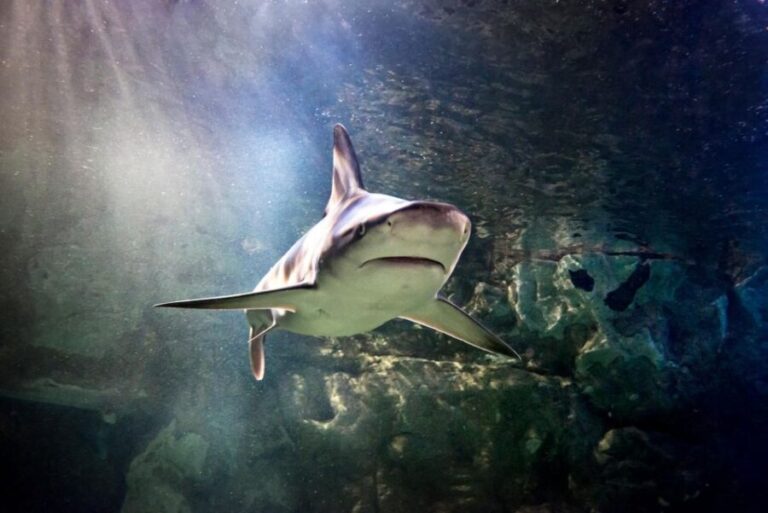 SEA LIFE Paris: Admission Ticket - A Closer Look at the Highlights