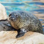 SEA LIFE Weymouth Admission Ticket - The Value of Your Ticket