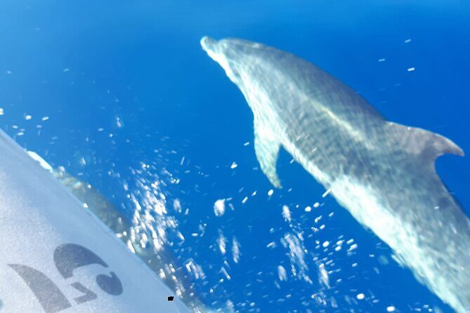 SEA SAFARI Dolphins, Whales, 3h speedboat DISCOVERY-TOUR - FAQs