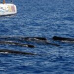 Seaborn Catamaran trips - FAQ