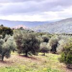 Seggiano: Typical Tuscan Farm Tour with Olive Oil Tasting - An In-Depth Look at the Seggiano Olive Oil Farm Tour