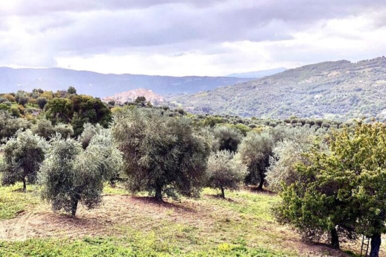 Seggiano: Typical Tuscan Farm Tour with Olive Oil Tasting - An In-Depth Look at the Seggiano Olive Oil Farm Tour