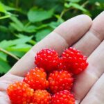 Segway Coastal Scenic Rainforest Tour - Final Thoughts: Who Should Consider This Tour?