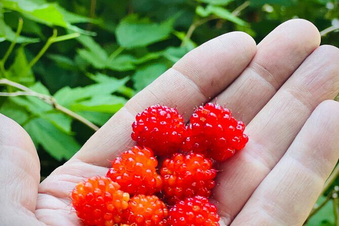 Segway Coastal Scenic Rainforest Tour - Final Thoughts: Who Should Consider This Tour?