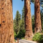 Self-Guided Audio Driving Tour in Sequoia and Kings Canyon - Final Thoughts